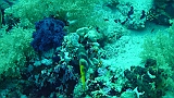 A (129)
